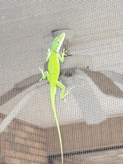 Anolis carolinensis