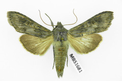 Cucullia artemisiae