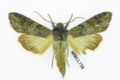 Cucullia artemisiae