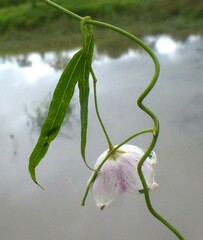 Oxystelma esculentum