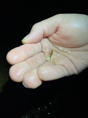 Eubranchipus oregonus