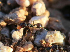 Pheidole xerophila