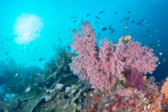 Siphonogorgia godeffroyi