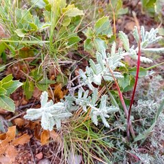 Teucrium polium polium