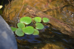 Limnobium laevigatum