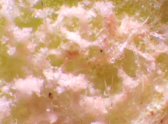 Peronospora conferta