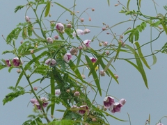 Oxystelma esculentum