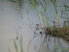 Calidris falcinellus