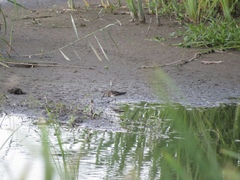 Calidris falcinellus