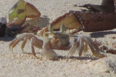 Ocypode ryderi