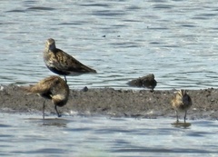 Calidris falcinellus