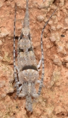 Catamachilis amara