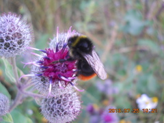 Bombus lapidarius
