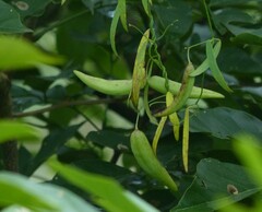 Oxystelma esculentum