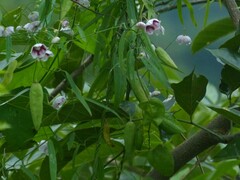 Oxystelma esculentum