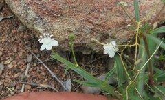 Gisekia pharnaceoides