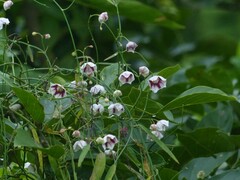 Oxystelma esculentum