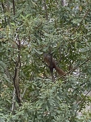 Sciurus niger