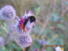 Bombus lapidarius