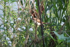 Coccyzus erythropthalmus