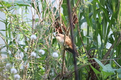 Coccyzus erythropthalmus