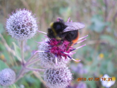 Bombus lapidarius