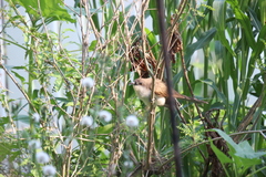 Coccyzus erythropthalmus