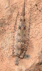 Catamachilis amara