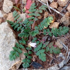 Erodium cicutarium