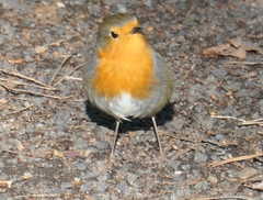 Erithacus rubecula