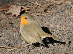 Erithacus rubecula