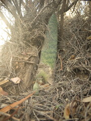 Gasteria brachyphylla