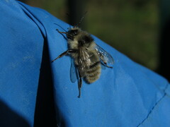 Bombus sylvarum
