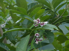 Oxystelma esculentum