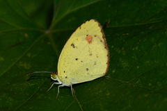 Pyrisitia lisa centralis