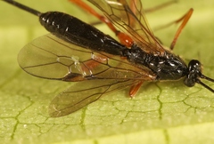 Macrocentrus nidulator