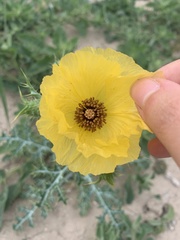 Argemone aenea