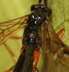 Macrocentrus nidulator