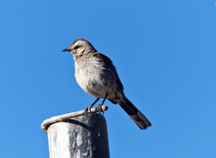 Mimus thenca