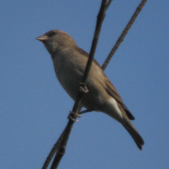 Gymnoris xanthocollis
