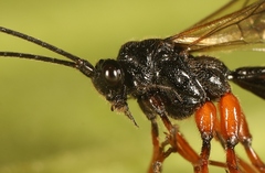 Macrocentrus nidulator