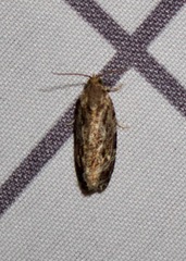 Phaecasiophora confixana