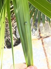 Eurypepla brevilineata