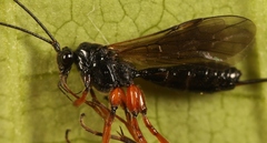 Macrocentrus nidulator