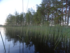 Schoenoplectus lacustris