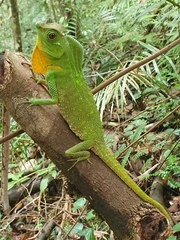 Lyriocephalus scutatus