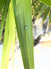 Eurypepla brevilineata