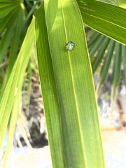 Eurypepla brevilineata