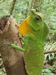 Lyriocephalus scutatus