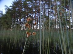 Schoenoplectus lacustris